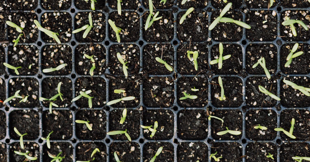 A single seed sprouting from dark soil, representing early capital that backs incorruptible building