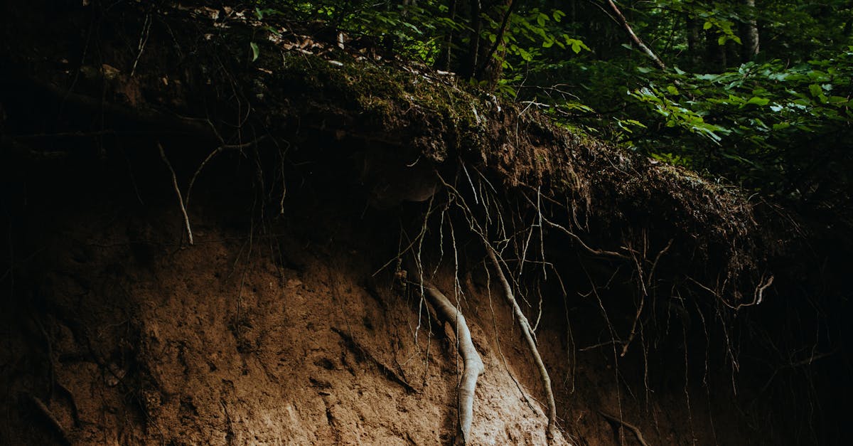 Dark roots gripping deep earth, the hidden foundation beneath everything that stands above ground